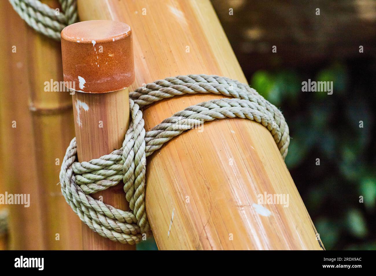 Shiny bamboo poles strapped together in close up view with rope and distant  dark green leaves Stock Photo - Alamy