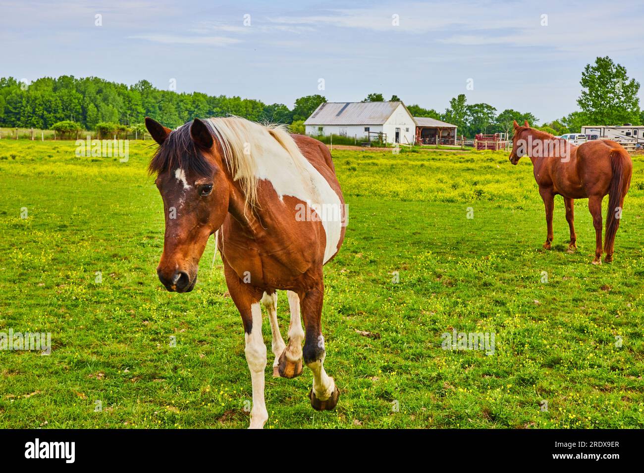 Shy brown and white paint horse walking up with chestnut horse standing