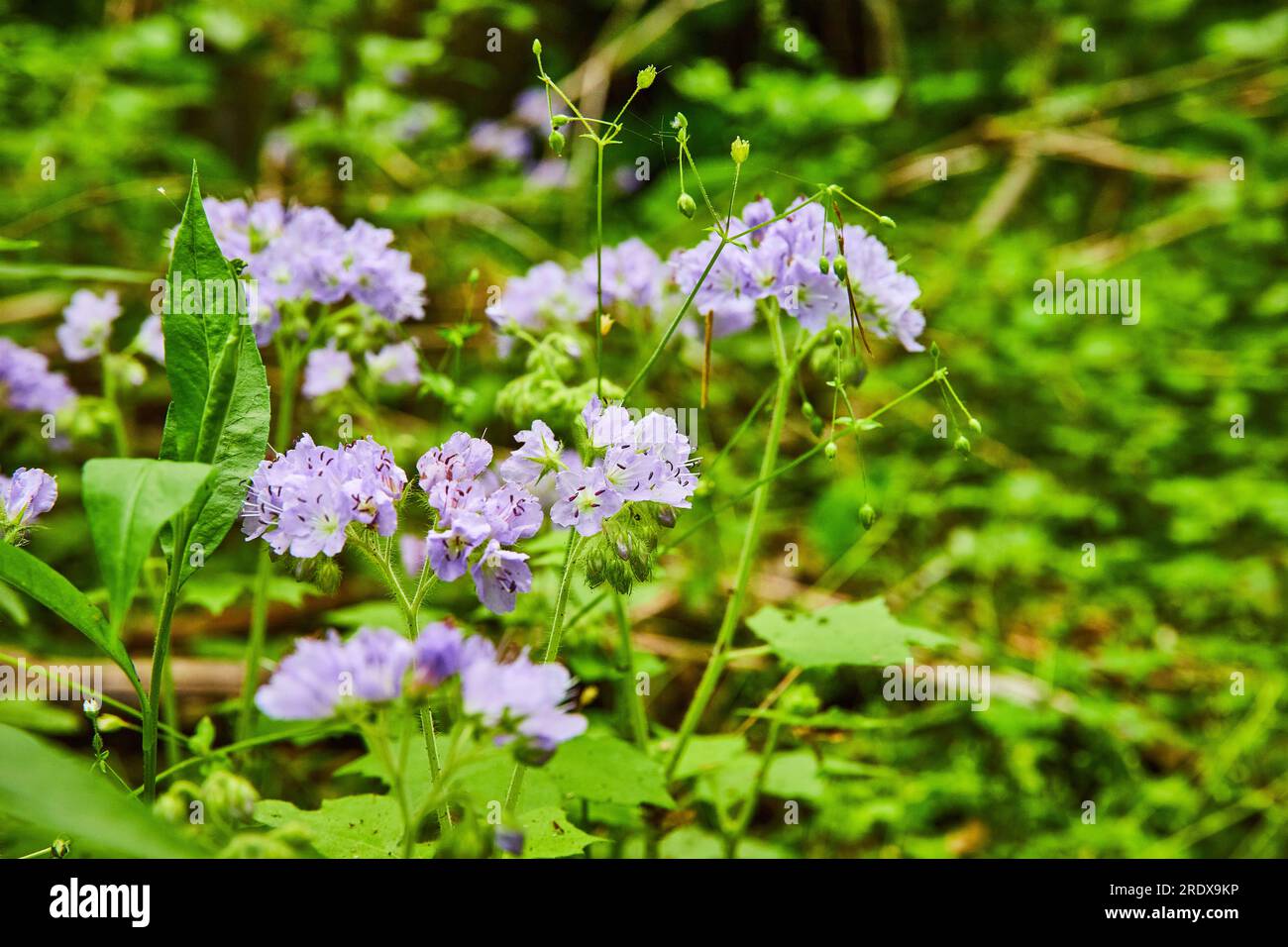 Great Waterleaf, bundle of lavender colored flowers, purple petals ...