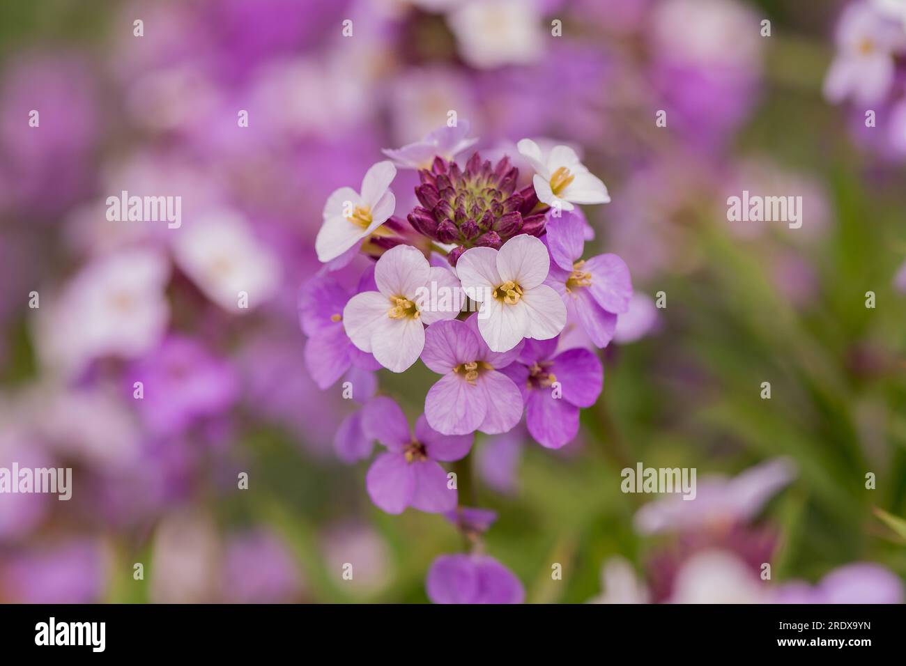 beautiful natural background with summer flowers Stock Photo - Alamy