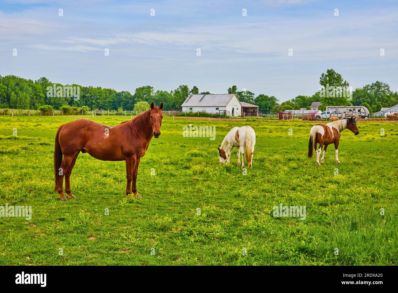 Paint horses and chestnut horse standing in green field near farmhouses and trailer Stock Photo