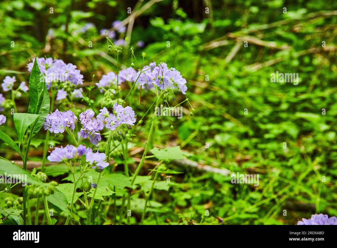 Bundle of Great Waterleaf flowers, lavender colored petals, bush, flowering plant Stock Photo
