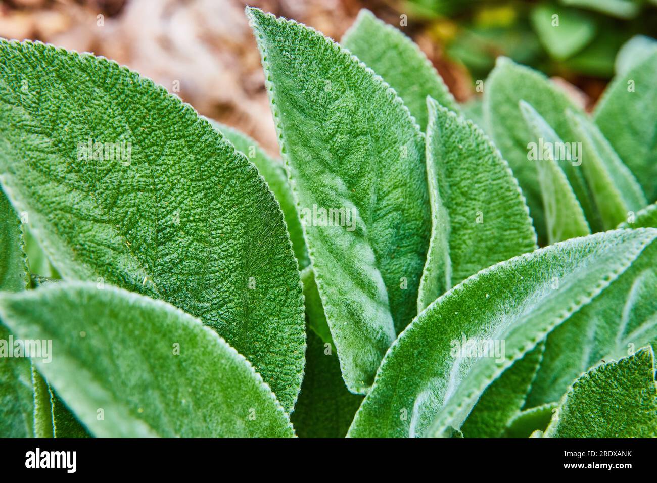 Giant Lambs Ear perennial plant on forest floor background asset Stock