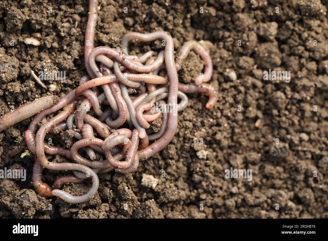 Many worms on wet soil, above view. Terrestrial invertebrates Stock Photo Alamy