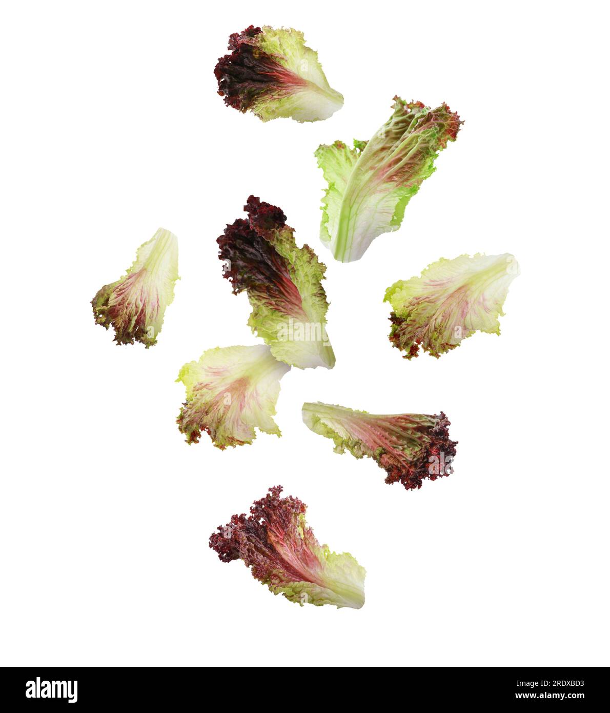 Many oakleaf lettuce leaves falling on white background Stock Photo