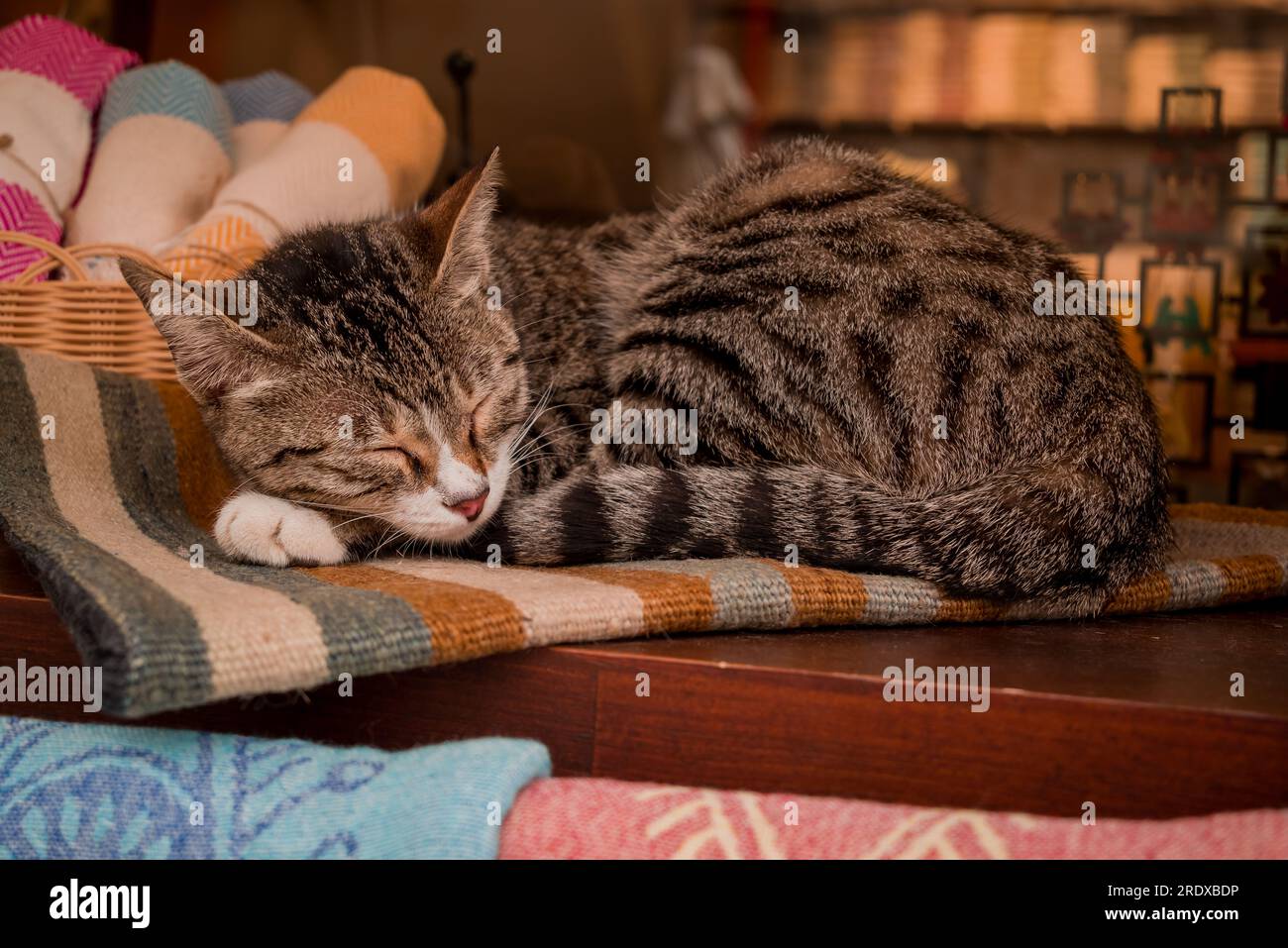 Taby cat hi-res stock photography and images - Alamy