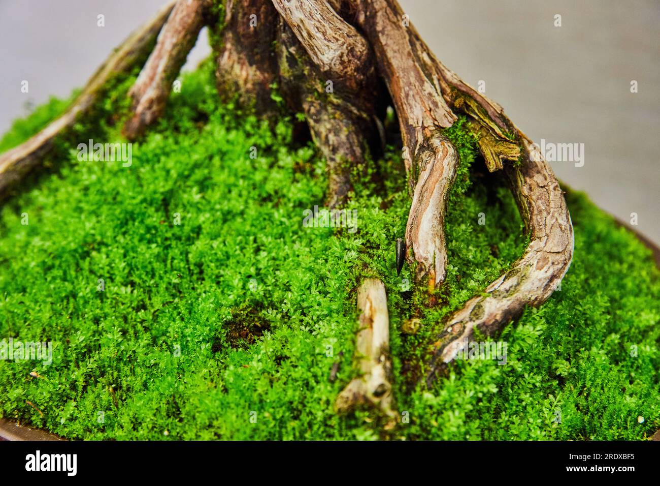 Fake moss hi-res stock photography and images - Alamy