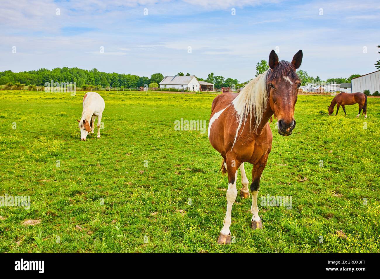 Three horses in grassy enclosure with grass and yellow primrose flowers Stock Photo