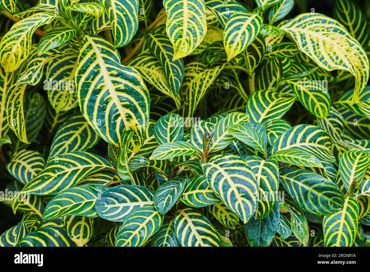 Wall of Coleus foliage leaves background asset Stock Photo