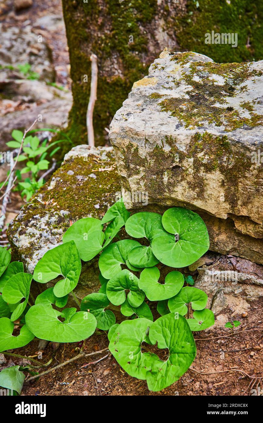 Wild Ginger growing next to limestone covered in green moss near tree trunk in woods Stock Photo