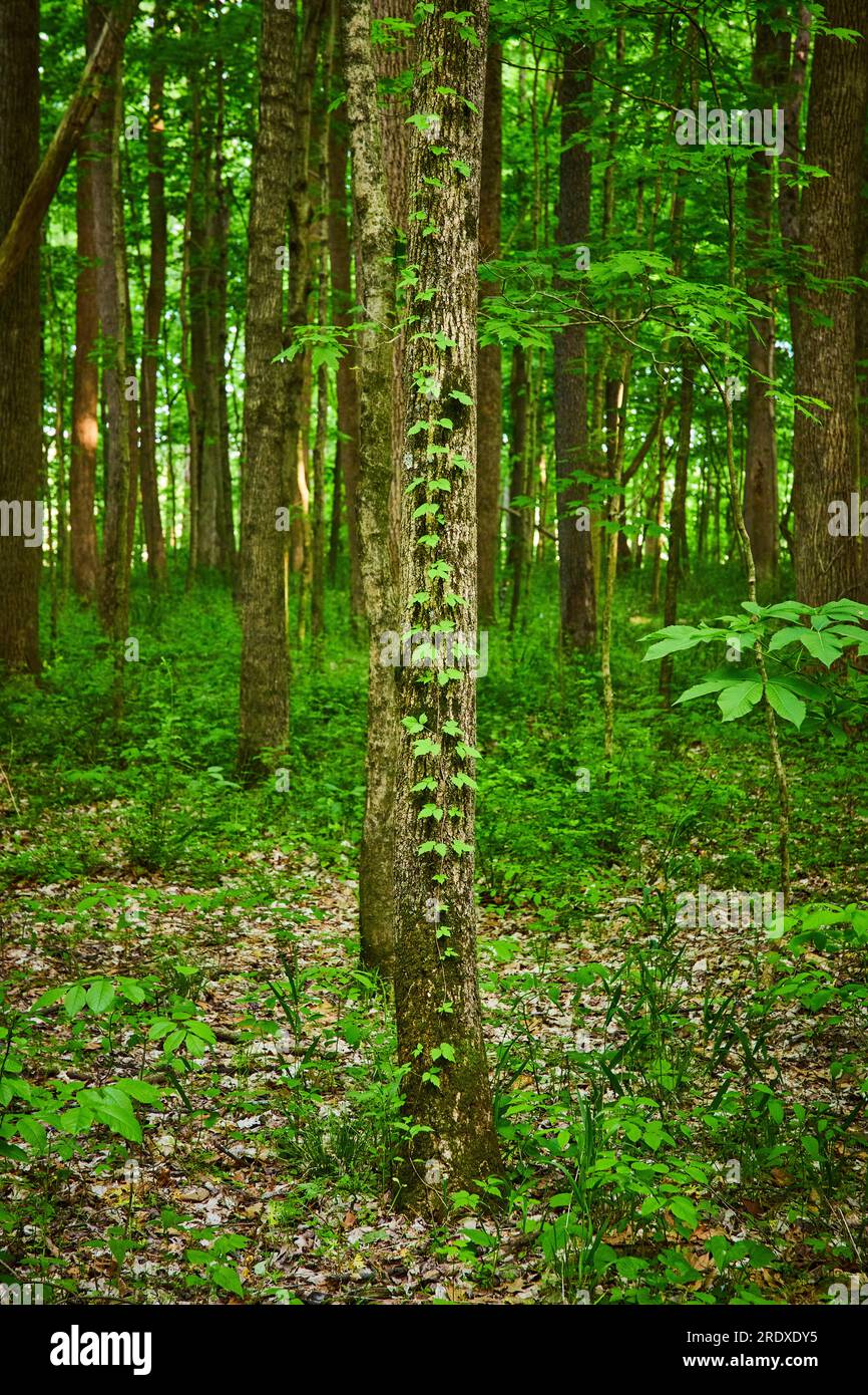 Sunset golden hour inside forest, trees, woods, tree trunks, ivy climbing bark Stock Photo