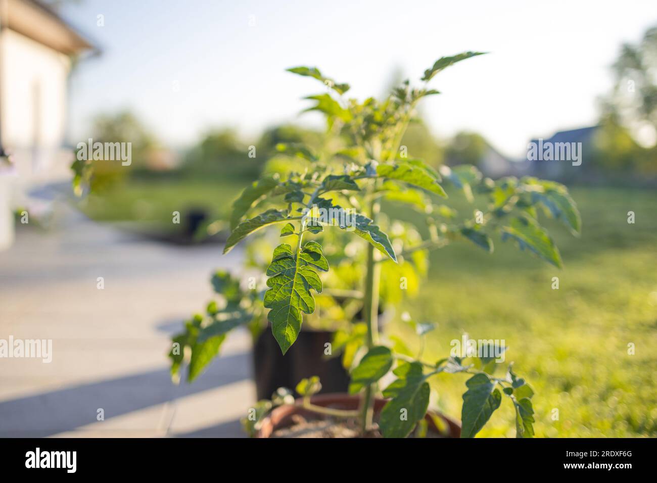 Tomato plants growing in raised bed hi-res stock photography and images ...