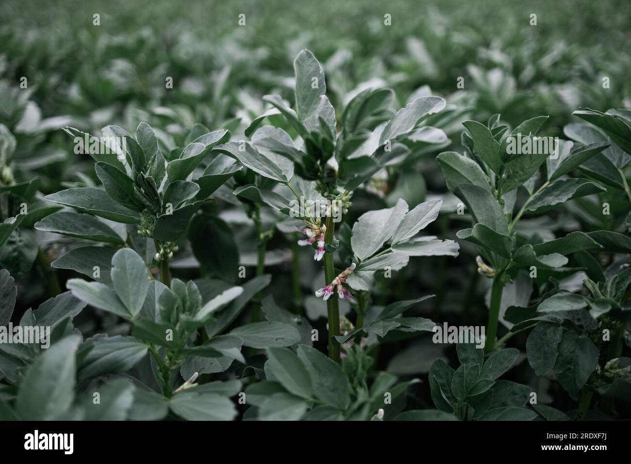 Soybean field ripening spring hi-res stock photography and images - Alamy
