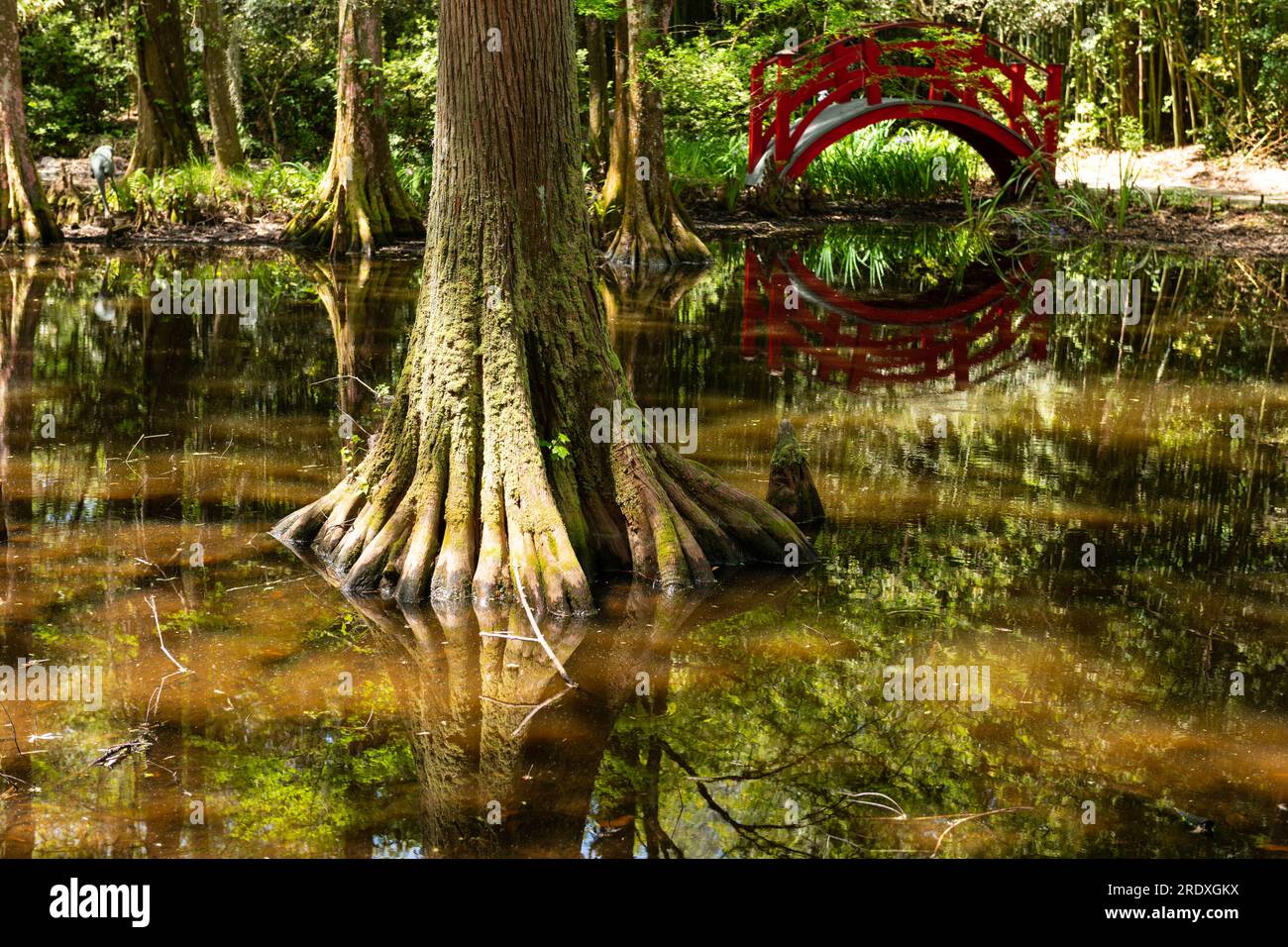 A red Japanese type bridge over part of pond in bamboo park at the Magnolia plantation and Gardens in Charleston, South Carolina, USA. Stock Photo