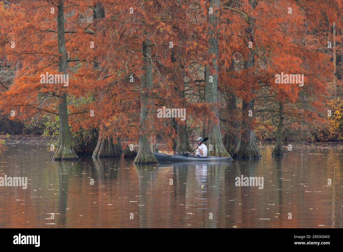 Kayaker and bald cypress trees (Taxodium distichum) in autumn, Trap Pond State Park, Delaware Stock Photo