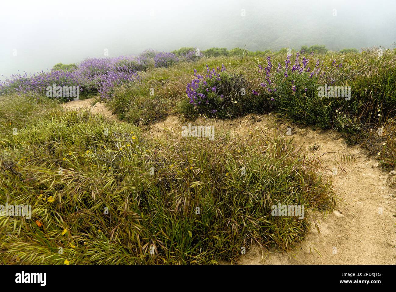 Curved hiking trail with wildflowers on both side on a foggy day. Stock Photo