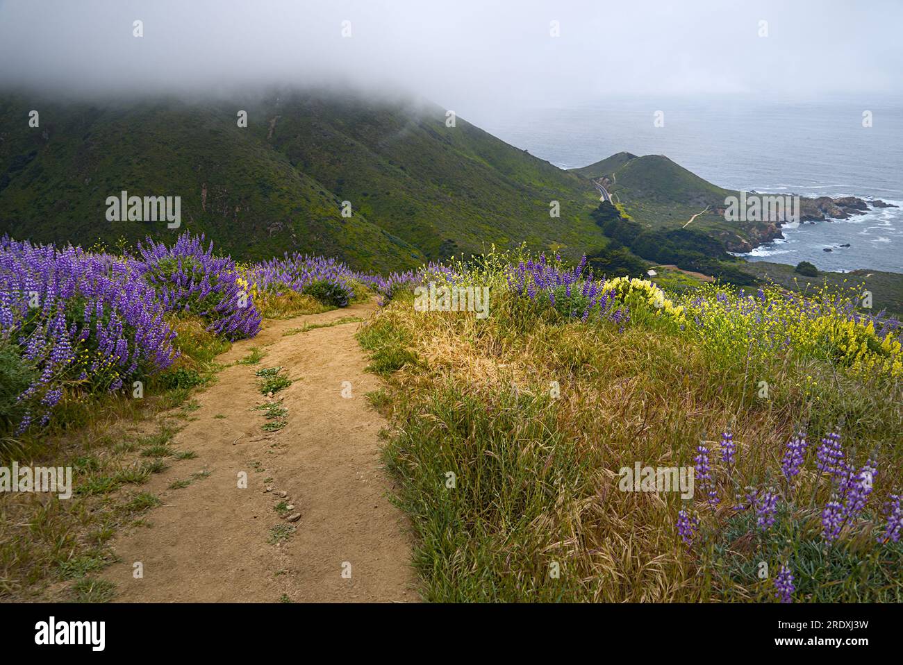 Curved hiking trail with wildflowers on both side on the coastal hill in a foggy day. Stock Photo