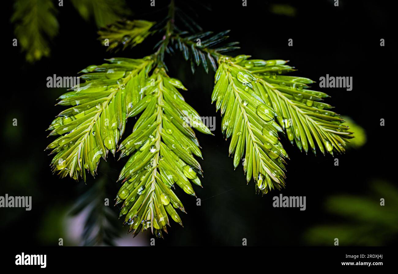 Morning dew drops on spider web with green background. Stock Photo