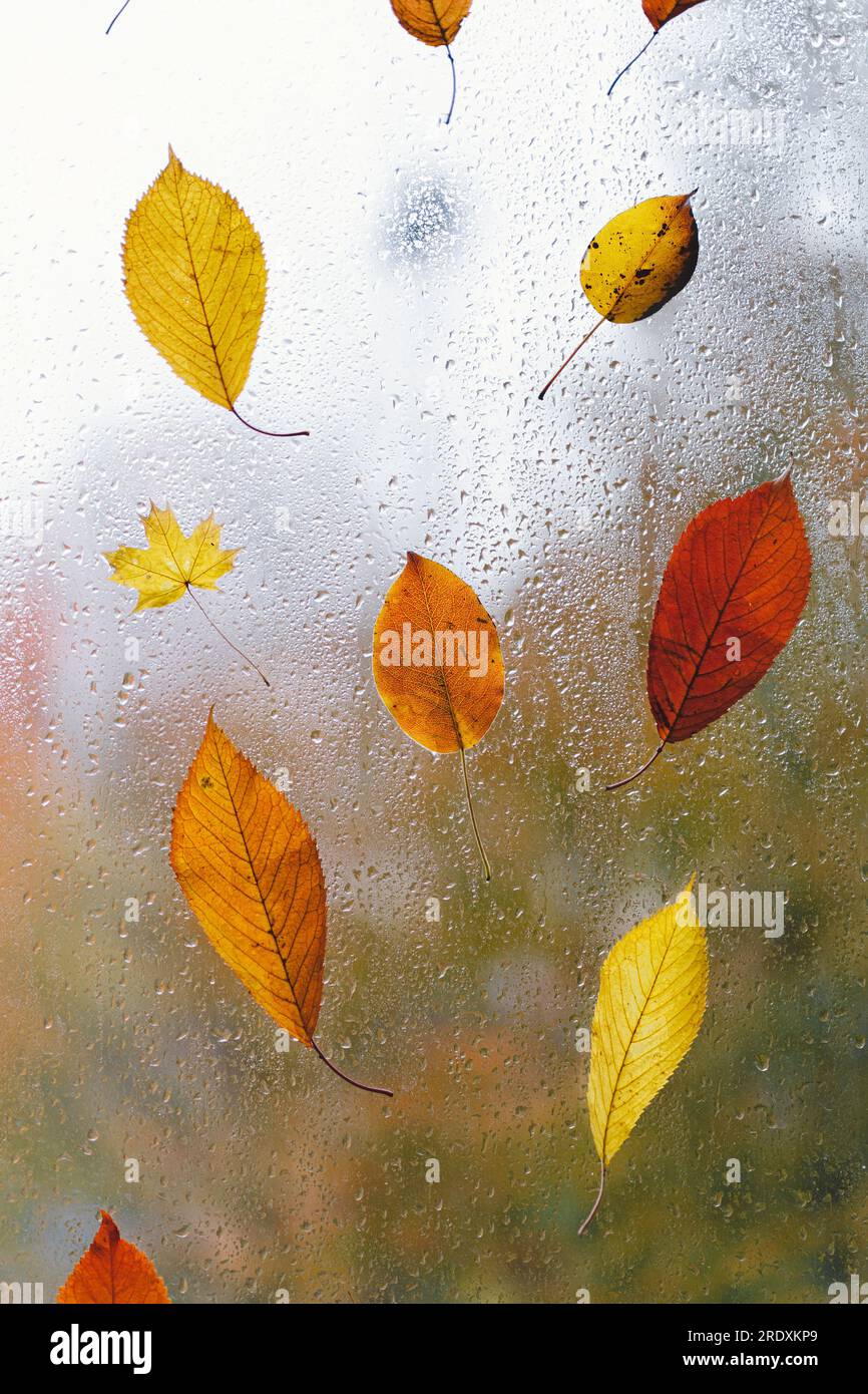 Autumn leaves stuck to the window that gets wet from rain drops. Cozy fall  mood Stock Photo - Alamy