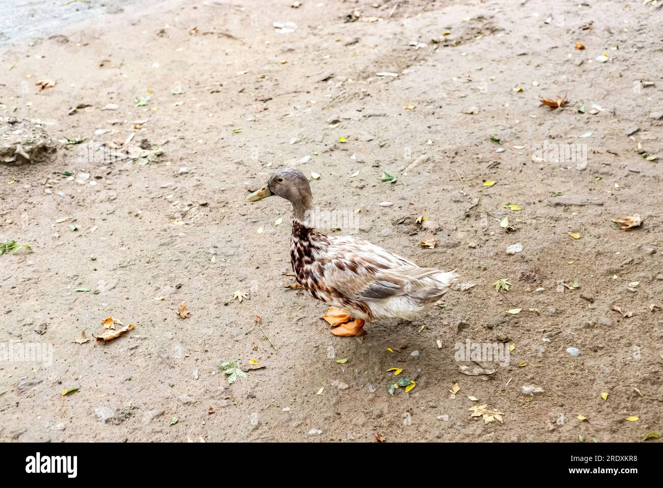 A brown domestic duck in the yard Stock Photo