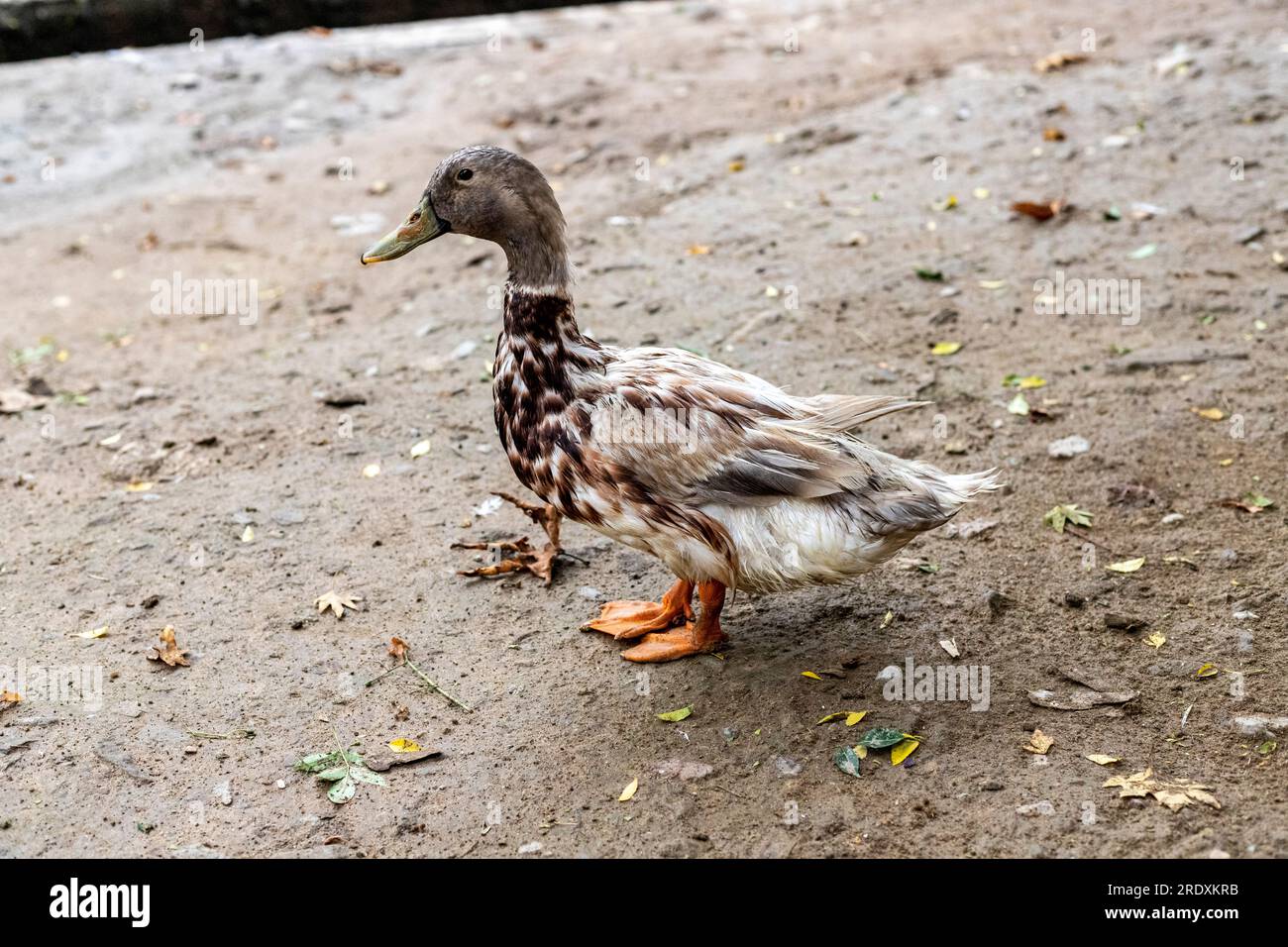 Beautiful domestic duck in the yard. Stock Photo