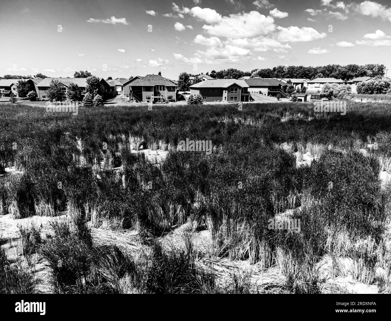 Drone view over marsh wetland and cattails in a drainage area between