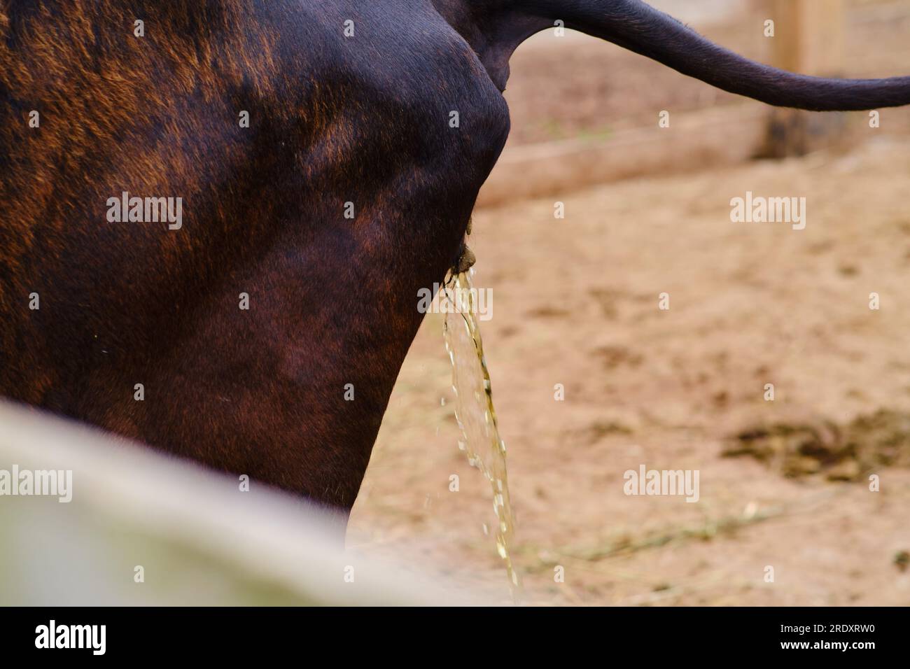 Cow pisses standing in a stall on a farm, cattle urine Stock Photo Alamy