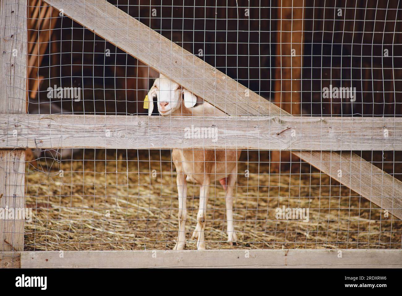 Goat head stuck in fence hires stock photography and images Alamy