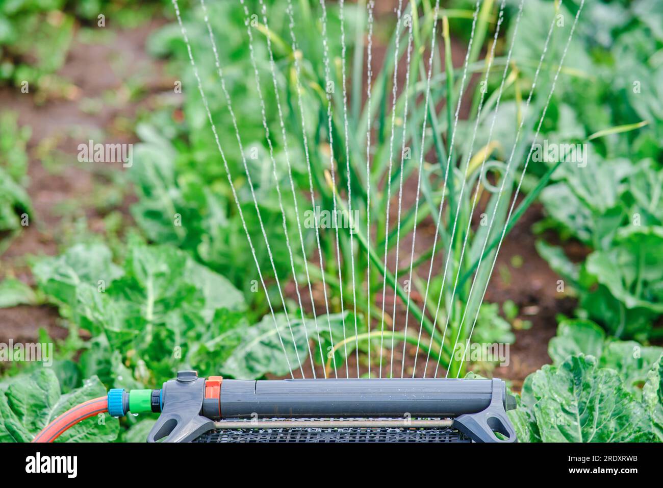 The onion plants in the garden are thriving thanks to the automatic