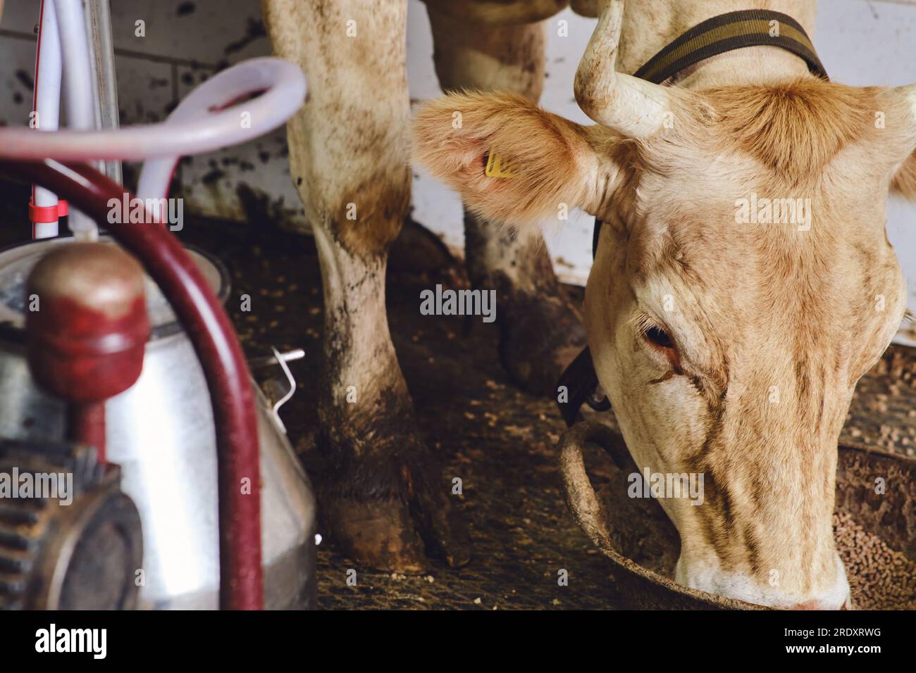 The dairy industry relies on the cow milking process, but without proper sanitation, it can lead to disease and infection in the bovine animals. Stock Photo