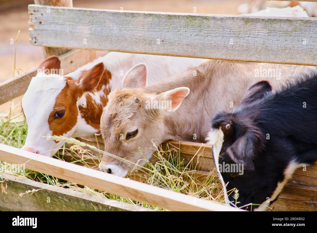 The young calves are munching on hay inside the barn at the ranch Stock