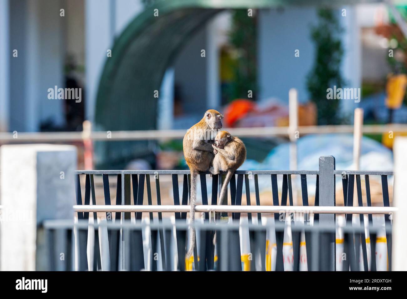 Two long-tailed macaques sit on a ballustrade in front of the Waterway Sunrise public housing estate construction site, Singapore Stock Photo