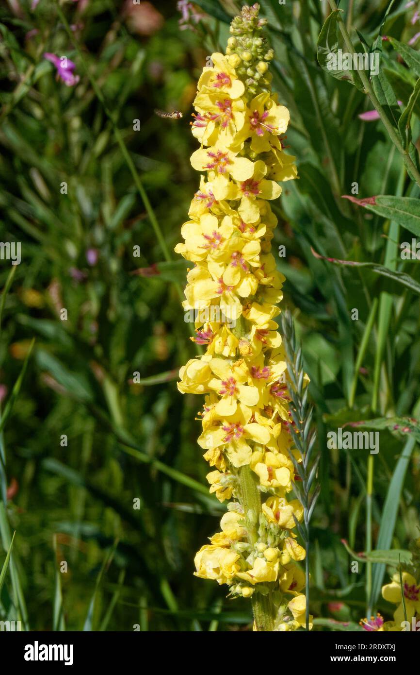 Verbascum nigrum, the black mullein or dark mullein, is a species of biennial or short-lived perennial herbaceous plant. Stock Photo
