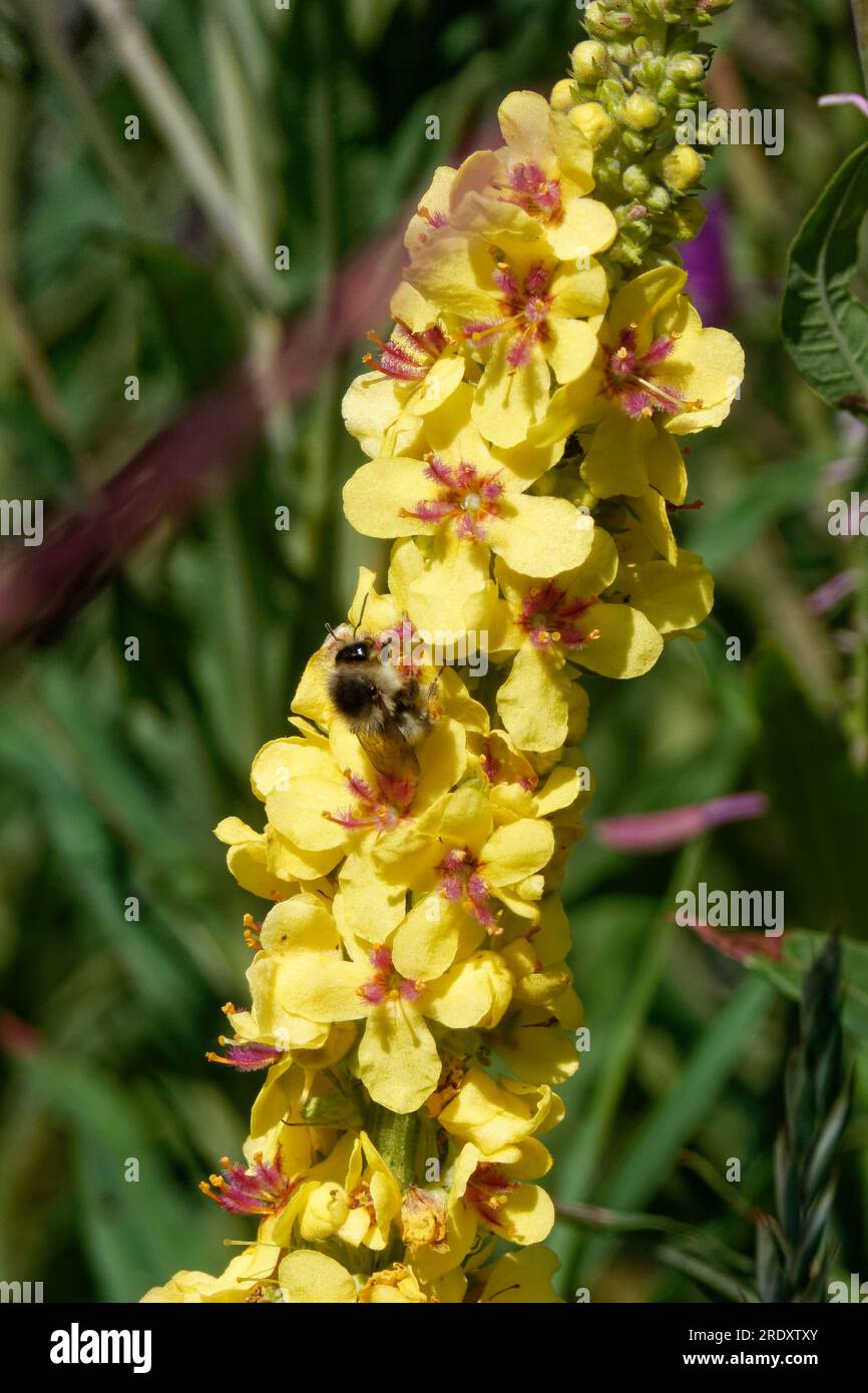 Verbascum nigrum, the black mullein or dark mullein, is a species of biennial or short-lived perennial herbaceous plant. Stock Photo