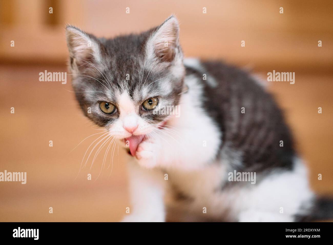 Kitten Washing Face Stock Photo Alamy