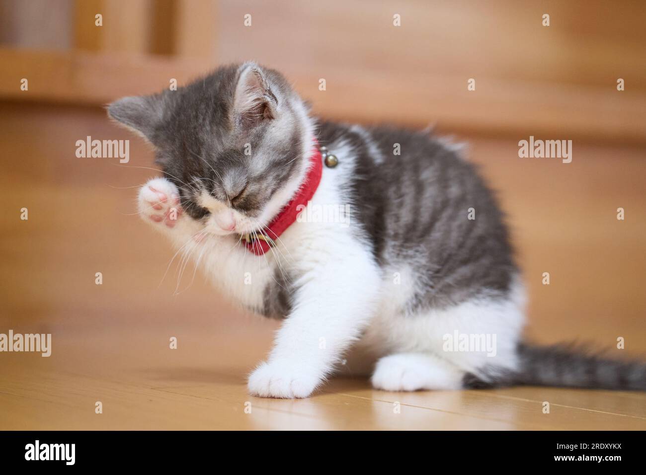 Kitten Washing Face Stock Photo Alamy