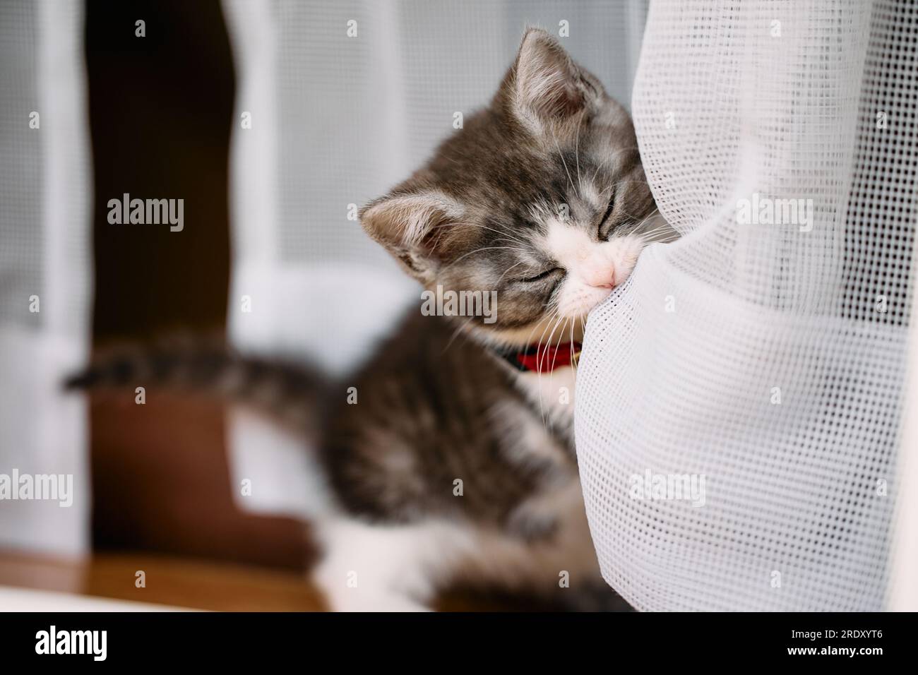 Kitten Playing with Curtain Stock Photo