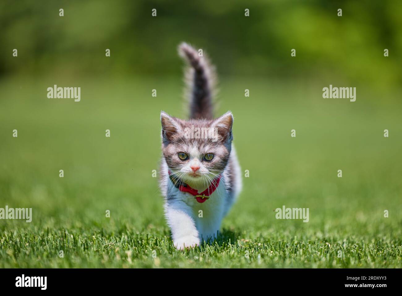 Kitten Walking on the Lawn Stock Photo - Alamy