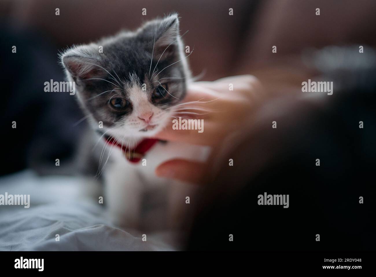 Owner Addoring Cat Cat and Owner Stock Photo - Alamy