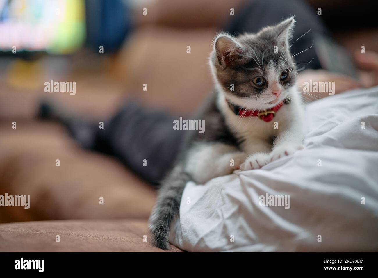 Owner Addoring Cat Cat and Owner Stock Photo - Alamy