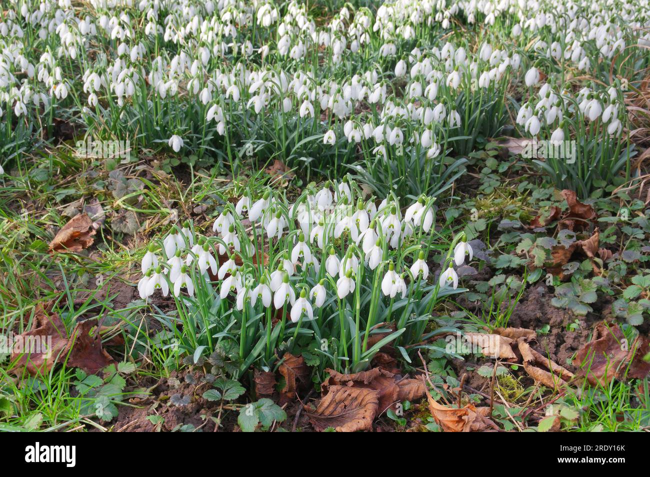 Wild growing snowdrops are generally garden escapes. Galanthus nivales South Germany Stock Photo