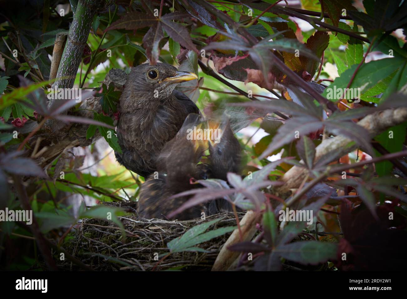 starling nest with two chicks in a maple tree, mother bird feeding the