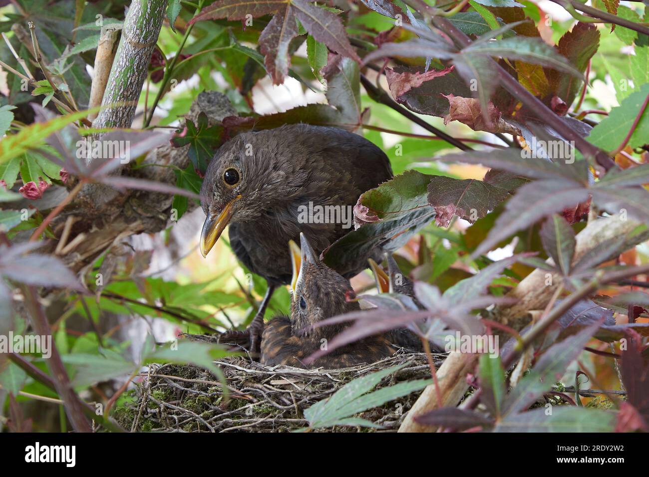 starling nest with two chicks in a maple tree, mother bird feeding the ...