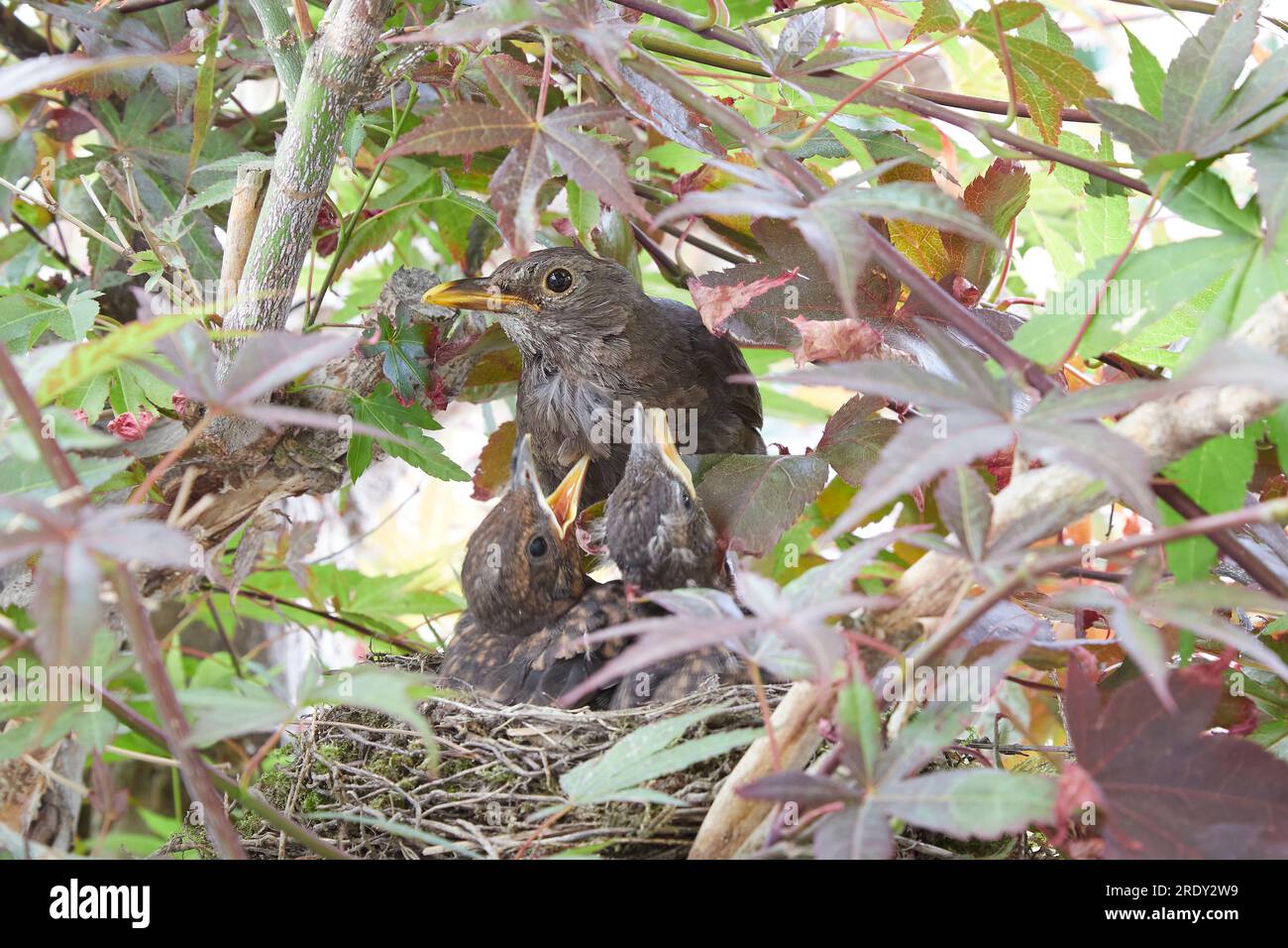 starling nest with two chicks in a maple tree, mother bird feeding the ...
