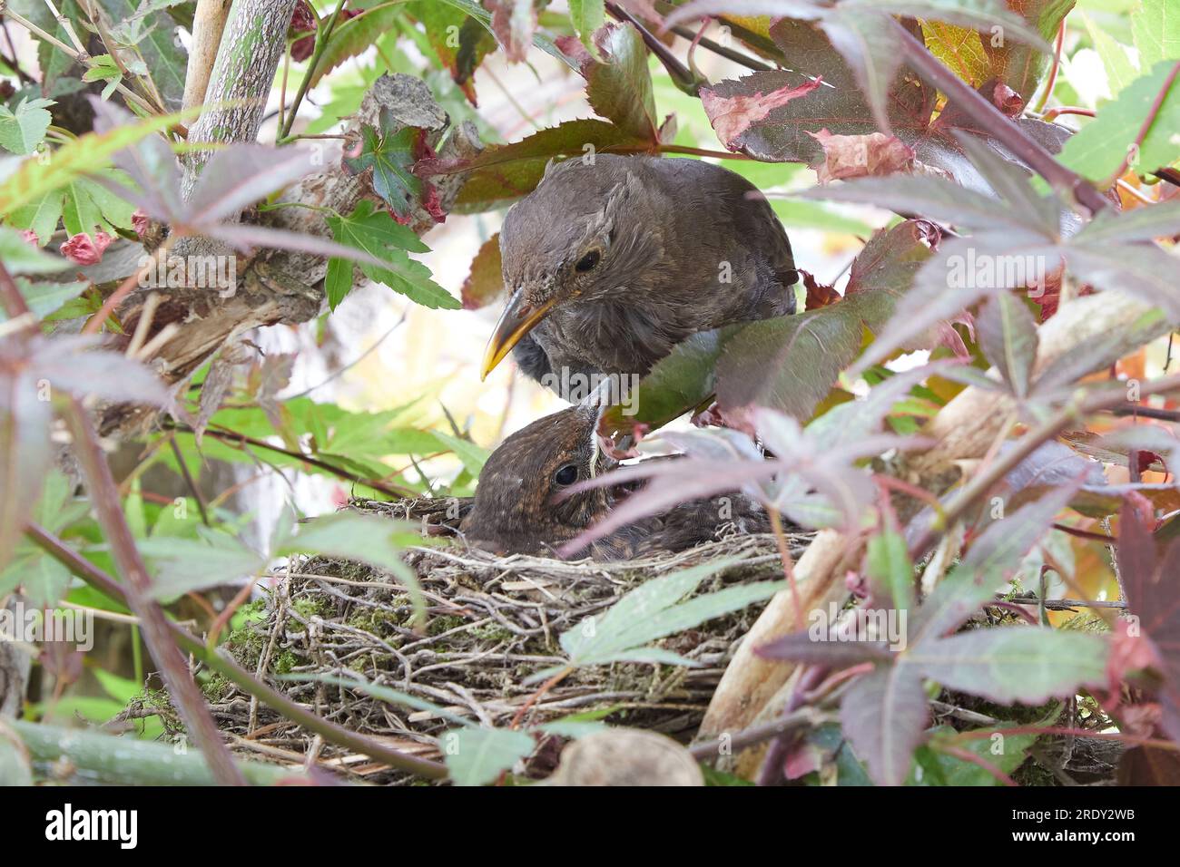 starling nest with two chicks in a maple tree, mother bird feeding the