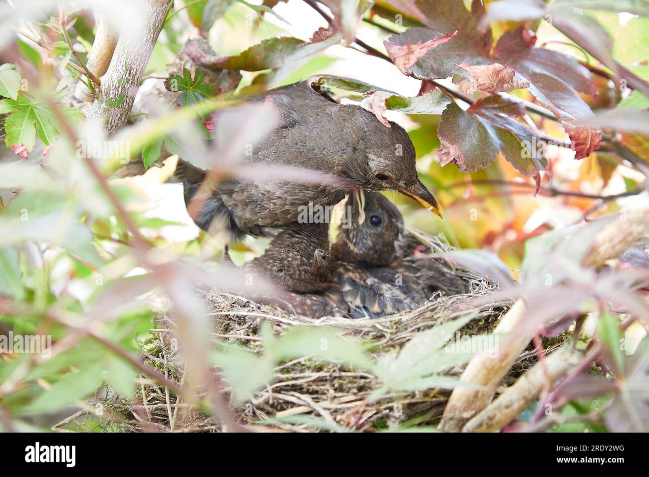 starling nest with two chicks in a maple tree, mother bird feeding the