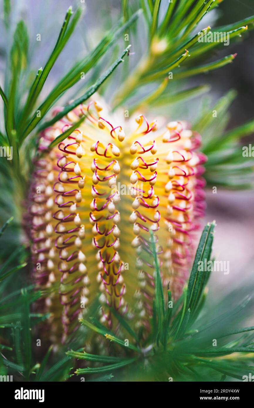 native Australian Banksia spinulosa Birthday Candle plant with yellow