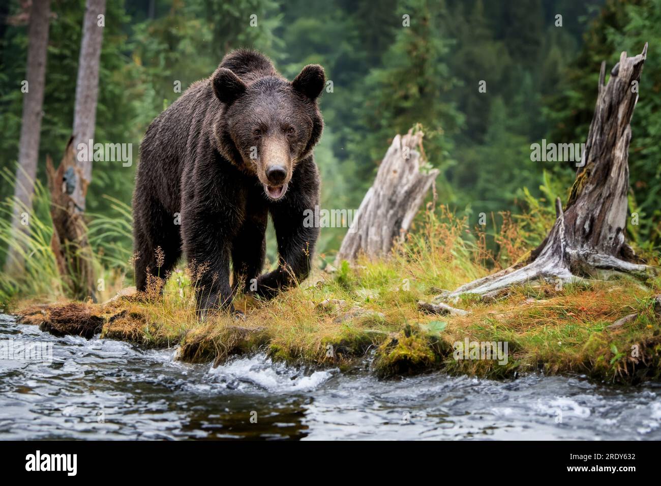 Adult brown bear walks along the bank of a mountain river in a natural environment Stock Photo