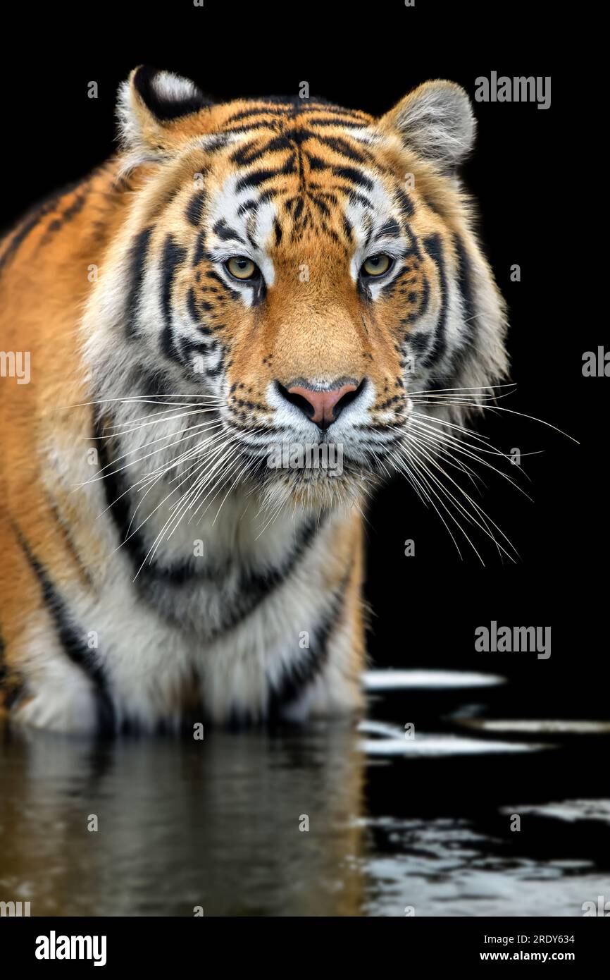 Close portrait of an adult tiger in water on a dark background Stock Photo