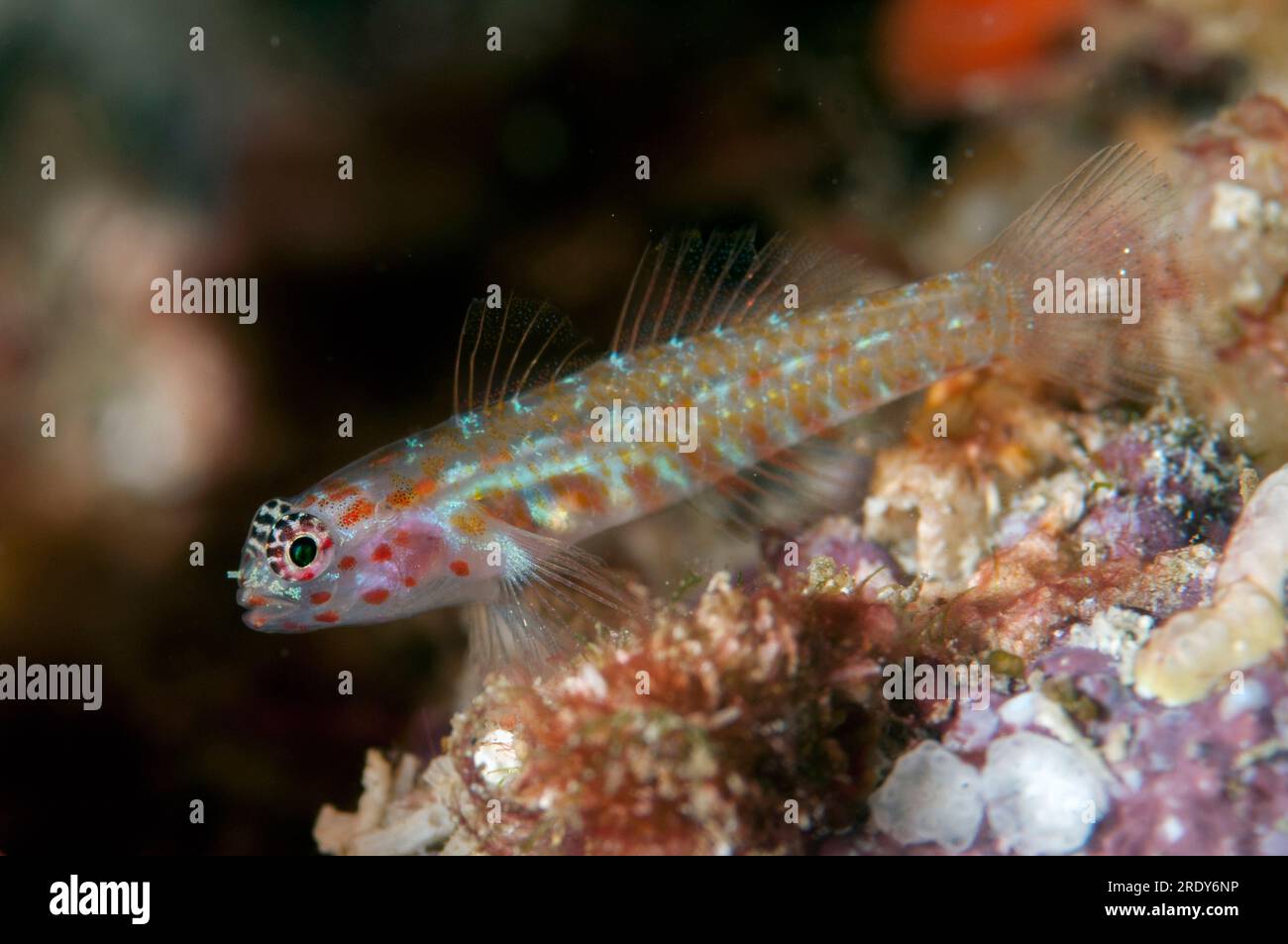 Spotted Pygmygoby, Eviota guttata), Whale Rock dive site, Fiabacet Island, Raja Ampat, West Papua, Indonesia Stock Photo
